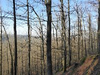 SORTIE CHATEAU FALKENSTEIN ROCHER DU FALKENBERG 08 02 2019 38